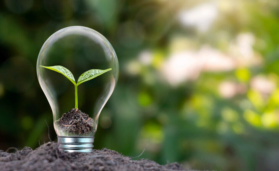 PELS Day - Light Bulb